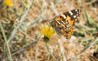 Butterfly Releases