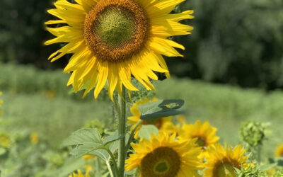 Stroll through the Sunflowers