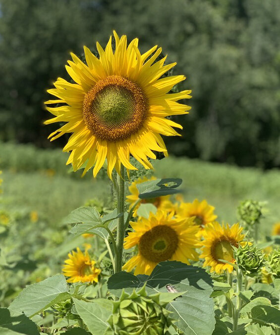 Stroll through the Sunflowers