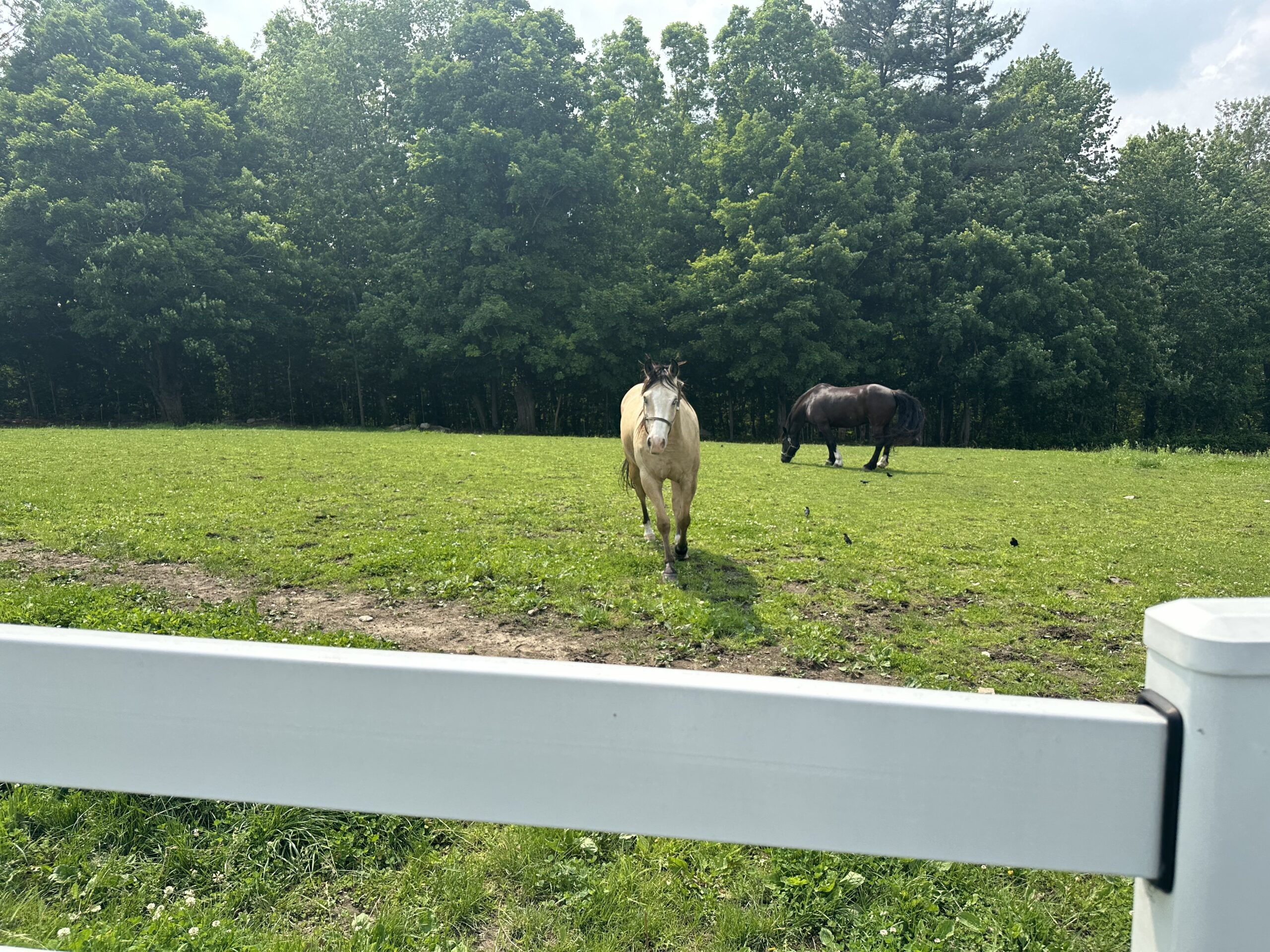 Visit the horses | The Farm at SummitWynds